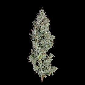 Pineapple Diesel Autoflower - Happy Valley Genetics
