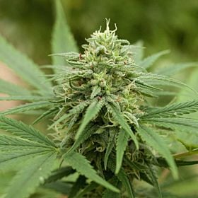 g13 pineapple express #2
