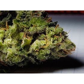 Line Genetics PineQueen Haze #14 Fem
