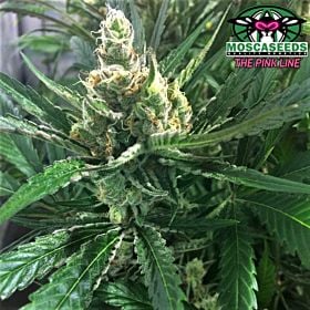 Mosca Seeds Pink Lemon-Aid Reg