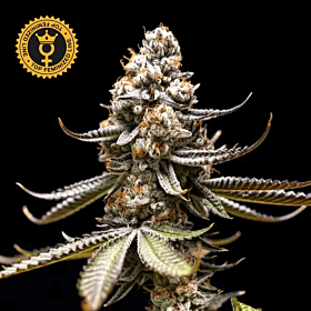 Pink Truffle Feminized