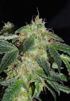 karma genetics Polar Bear