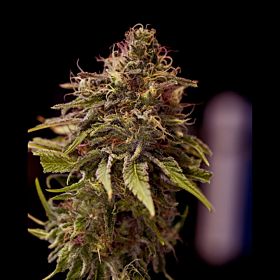 Positronics Seeds CBD Caramel Ice Feminized