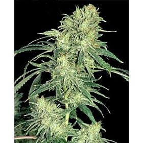 Seedsman Seedbank - Pot of Gold Regular 