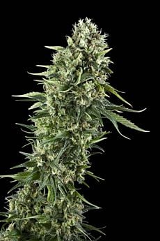 Royal Queen Seeds Power Flower Feminised