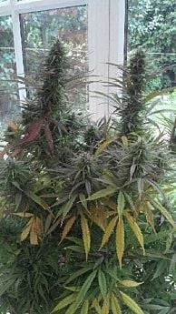The Real Seed Company Sinai