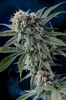 Homegrown Natural Wonders Professor Chaos Reg