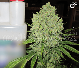 Medical Seeds Prozack Feminised