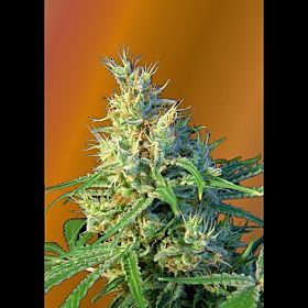 Sweet Seeds Psicodelicia Fem