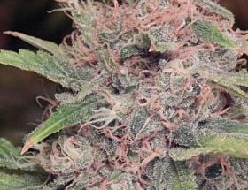 purple caper