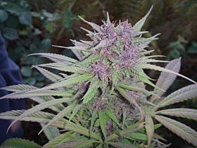 Female Seeds Purple Power Feminised