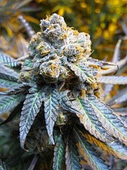 Gage Green Group Purple Snowman
