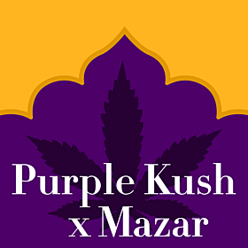 Purple Kush x Mazar Feminized