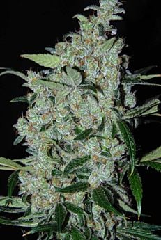 cannabiogen purple mexican