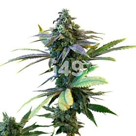 Purple Sunset Autoflower Cannabis Seeds 