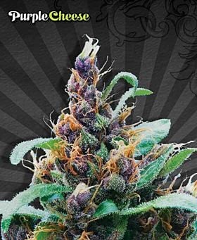 Auto Seeds - Purple Cheese Automatic Feminized