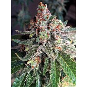 Critical Mass Collective Purple Skunk Mass Fem