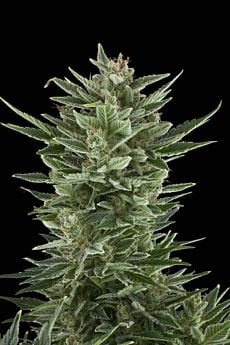 Royal Queen Seeds Quick One Automatic Feminised