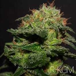 r kiem r-kiem