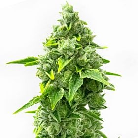 Rainbow Glue Feminized Seeds
