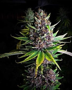 Mosca Seeds Raspberry Boogie Reg