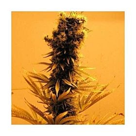 Nirvana Seeds Raspberry Cough Feminized