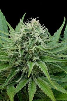 g13 raw diesel