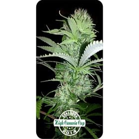 Dispensario Seeds Rehab Fem 
