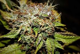 Purple Caper Seeds Wedding Cake Reg