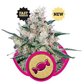 Royal Queen Seeds Honey Cream Feminised