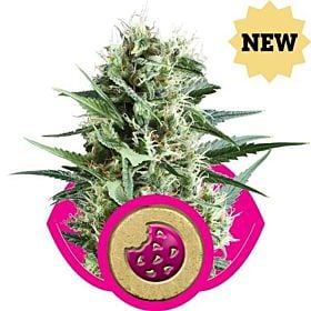 Royal Queen Seeds Royal Cookies