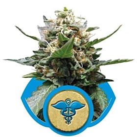 Royal Queen Seeds Royal Medic Feminised