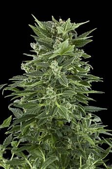 Royal Queen Seeds Royal Automatic Feminised