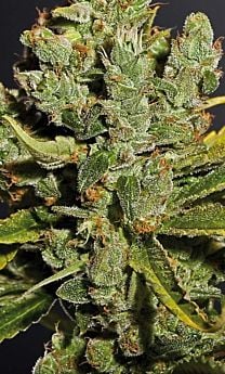 Royal Queen Seeds Royal Cheese Feminised