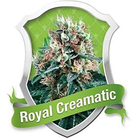 Royal Queen Seeds - Royal Creamatic