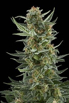 Royal Queen Seeds Royal Dwarf Automatic Feminised