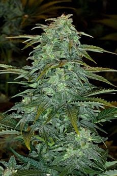 Royal Queen Seeds Royal Haze Automatic Feminised