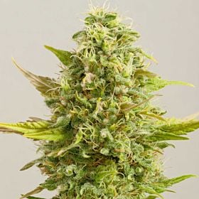 g13 royal kush