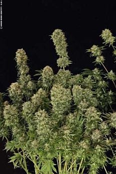 TH seeds sage n sour