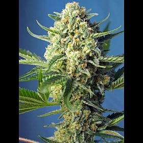 Sweet Seeds S.A.D. Auto Fem