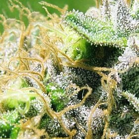 Sagarmatha Seeds NY Diesel Feminized