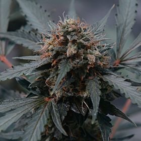 Sagarmatha Seeds White Widow #2 Feminized