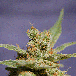 Sagarmatha Rhode Island Skunk