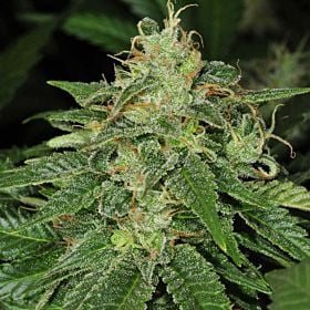 th seeds s.a.g.e