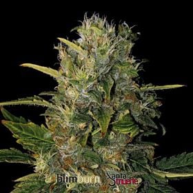 BlimBurn Seeds Santa Muerte Feminised