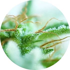 sativa mix
