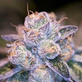 Archive Seeds Scooby Snacks Regular Seeds