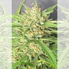 Seedism Champagne Kush
