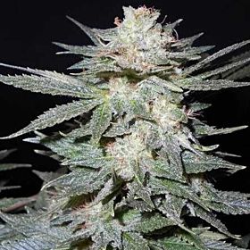 TasteBud OG