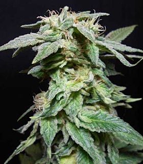 seedism king kush